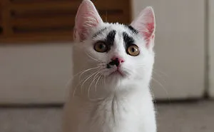 Witek, The Most Concerned Cat