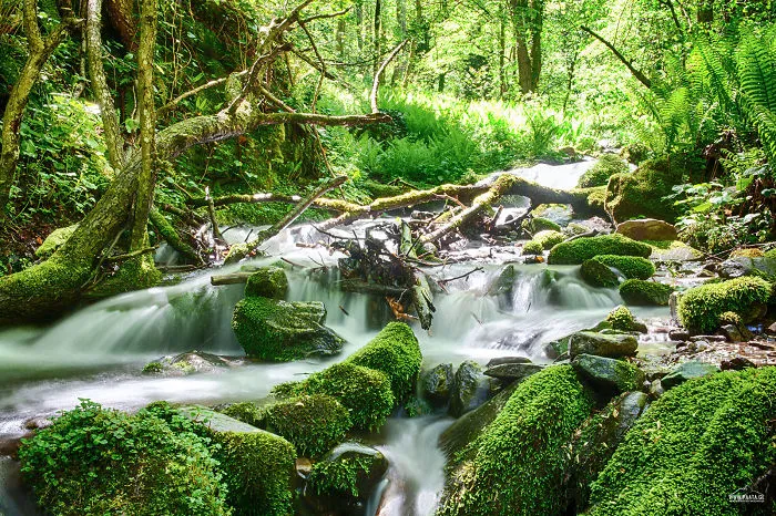 Borjomi-kharagauli National Park