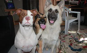 Post A Photo Of Your Pet Having A Good Time