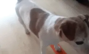 Post A Photo Of Your Pet Having A Good Time