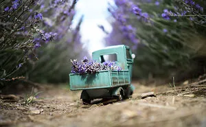 Exploring This Big Wild World With My Little Cars