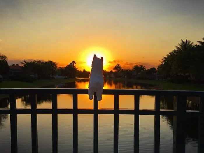 See You Tomorrow, Sun!