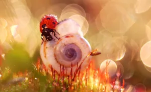Fairytale Macro World by Polish Photographer Magda Wasiczek