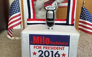 #milothekittycat Runs For President And Takes Questions