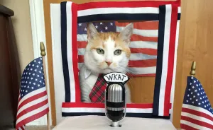 Please Vote Milo The Kitty Cat For President In 2016!