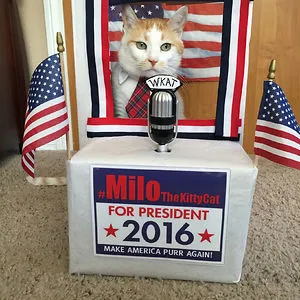 #MiloTheKittyCat