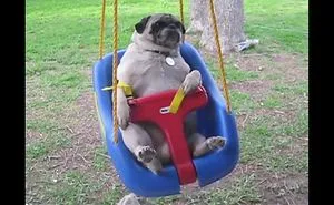 This Is Why I Love Pugs