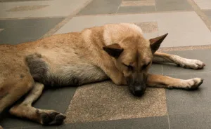 I Photographed The Homeless Dogs Of Thailand