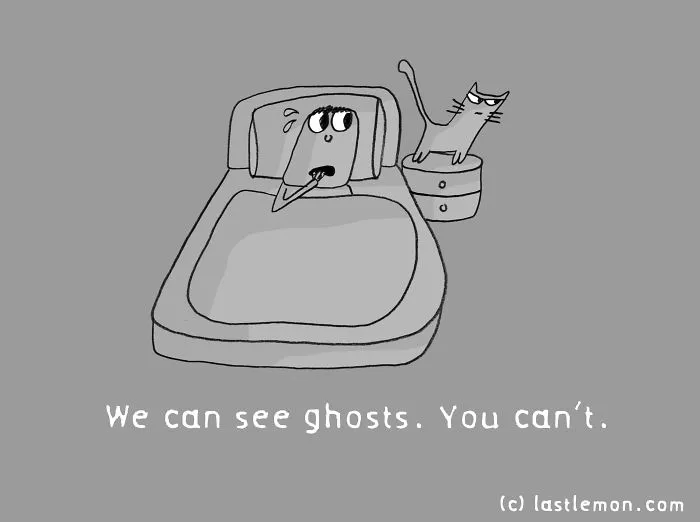 Why Are Us, Cats Better Than You, Humans?