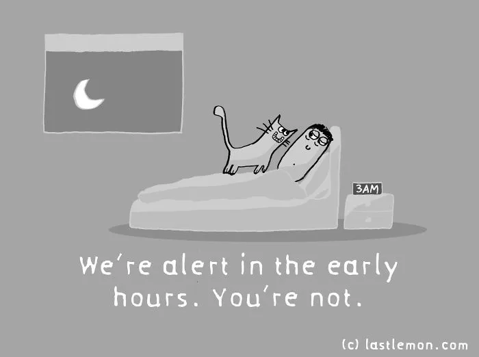 Why Are Us, Cats Better Than You, Humans?