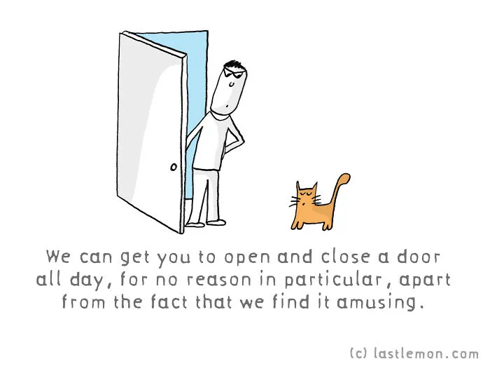 Why Are Us, Cats Better Than You, Humans?