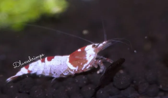 Crystal Red Shrimp