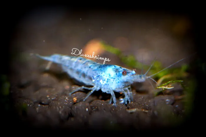 Blue Velvet Shrimp