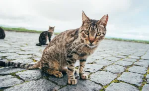 Cats Of Azores: I Found 20 Happy Cats Living In The Island