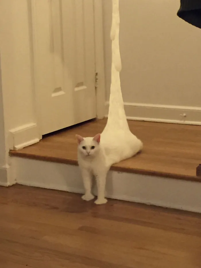 Meowlting