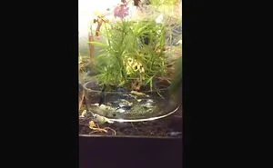 The Beautiful World Of Aquarium Shrimp