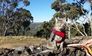 Our Cat Yoshi Loves To Adventure With His Family