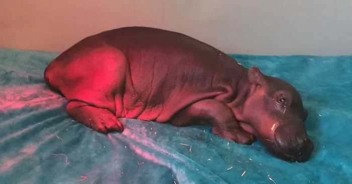 Baby Hippo Abandoned By His Family Finds Hope With People That Saved Him