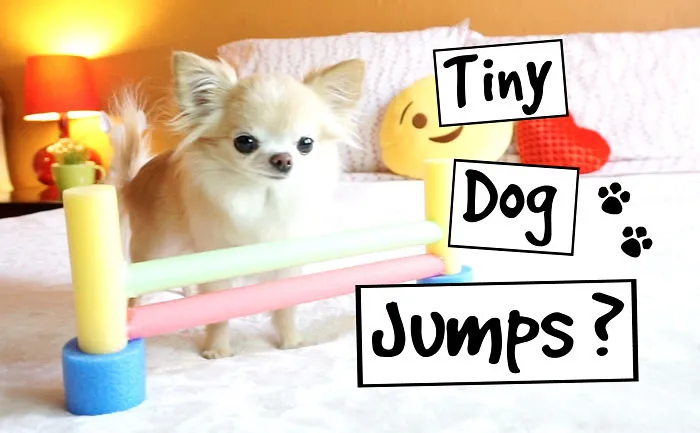 My Tiny Chihuahua Jumps Happily
