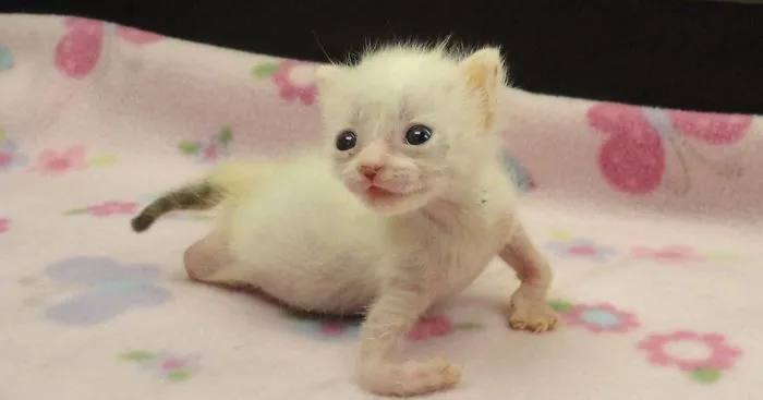 Kitten Born With Twisted Limbs Was Left To Die But This Woman Saw Perfection In Her