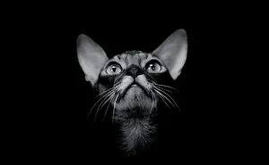 I Photograph My Abyssinian Cats Johnny’s Daily Adventures