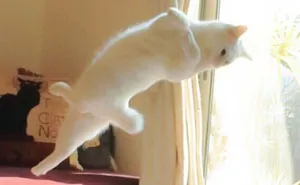 Ballet Cat Dances Like Nobody's Watching