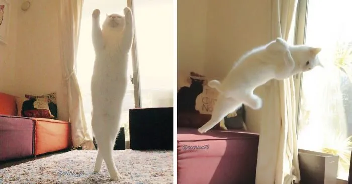 Ballet Cat Dances Like Nobody's Watching