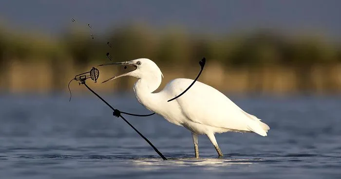 Be Birds: Photographer And Animator Combine Their Skills To Create Fun Gifs