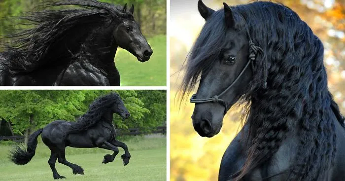 Is This The Most Beautiful Horse In The World?