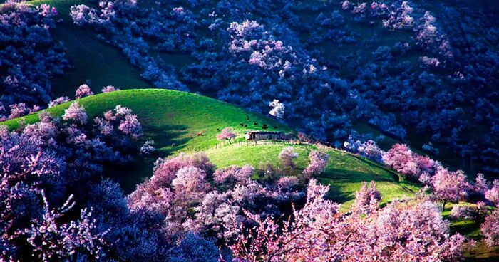 China's Apricot Blossom Will Take Your Breath Away (13 Pics)