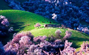 China's Apricot Blossom Will Take Your Breath Away (13 Pics)