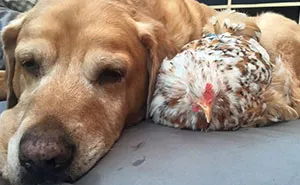 Chicken Born Without Eyes Cuddles With Other Pets, Because Her Owner Refused To Put Her Down