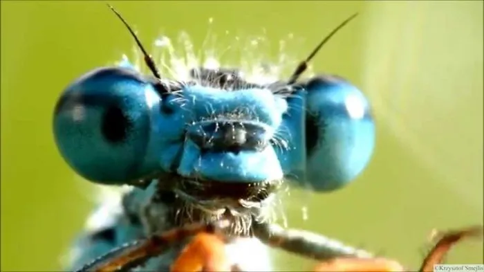 I Recorded Video With These Cute Aliens - Damselflies