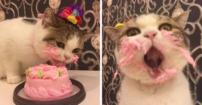This Cat Eating A Cake On His Birthday Is Hilariously Adorable