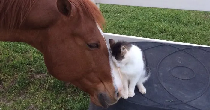 Tiny Cat Has Been Best Friends With His Horse Since He Was A Kitten