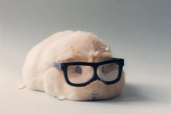 It's A Cat