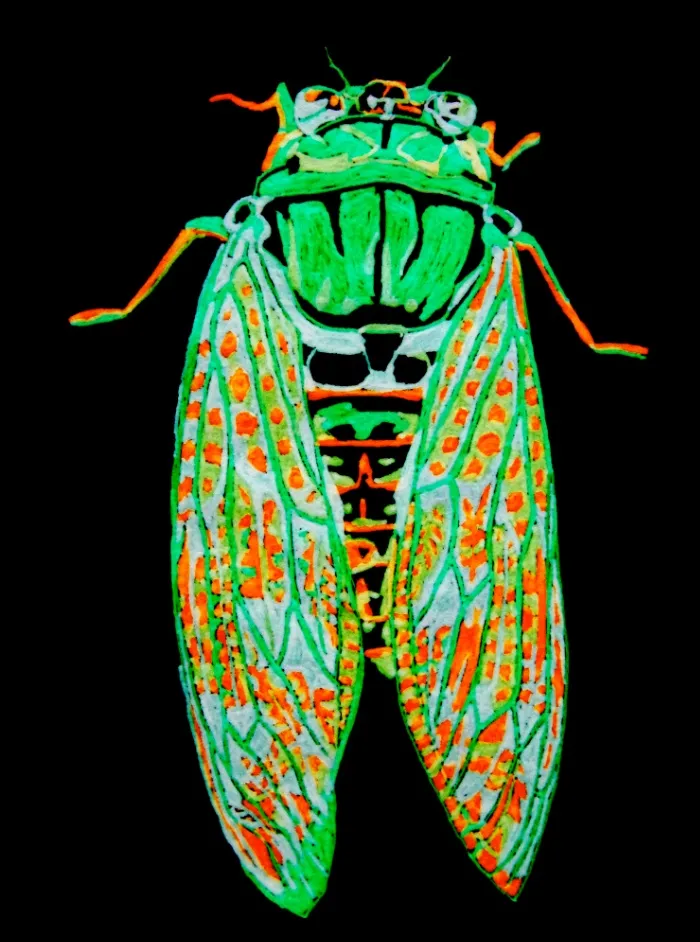 Cicada (inverted)