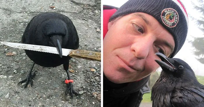 Story Behind The Crow Who Stole Evidence From The Crime Scene