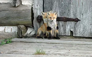 27 Baby Foxes That Are Too Cute To Be True