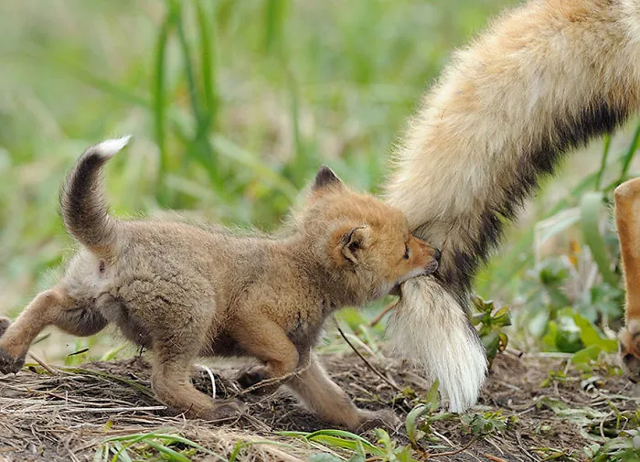 My Father's Tail Is My Favorite Toy!