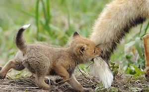 27 Baby Foxes That Are Too Cute To Be True