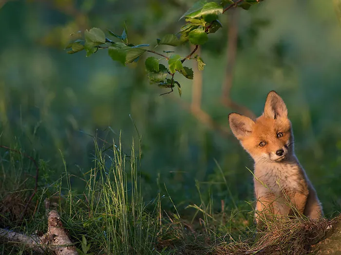 Baby Fox