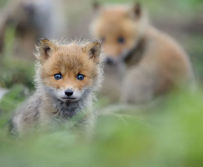 Baby Fox