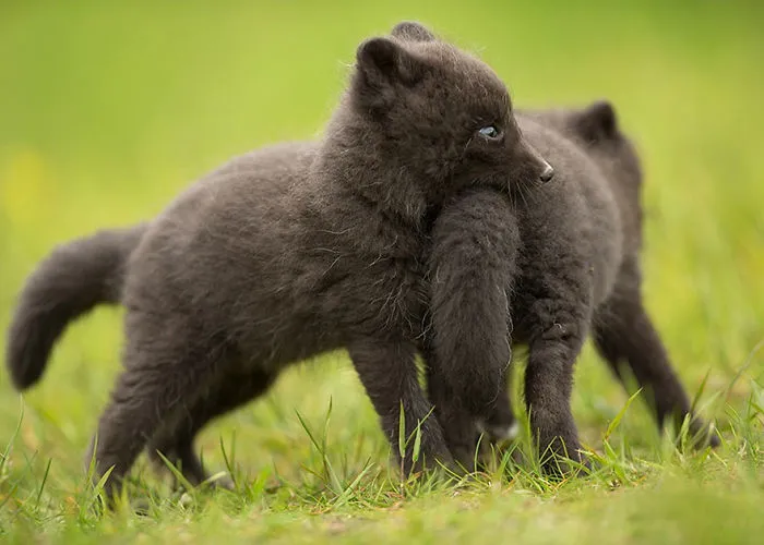 Play Fighting