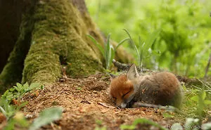 27 Baby Foxes That Are Too Cute To Be True
