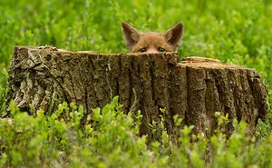 27 Baby Foxes That Are Too Cute To Be True