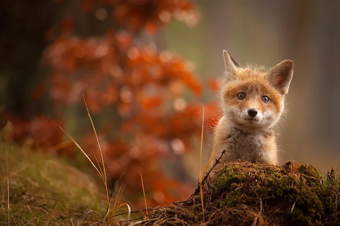 Baby Fox