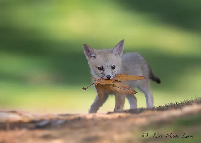 Kit Fox Pup