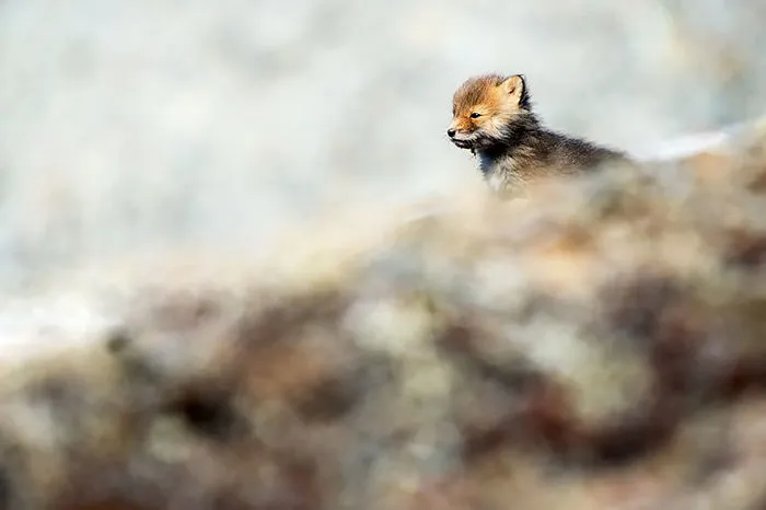 Baby Fox