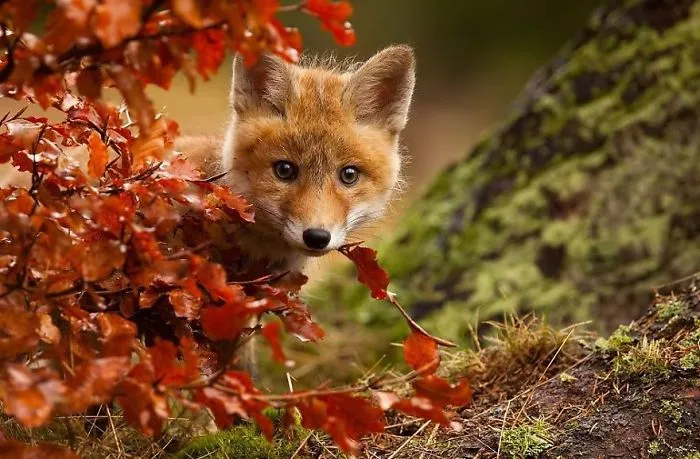 Autumn Fox